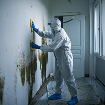 Addison Mold Remediation